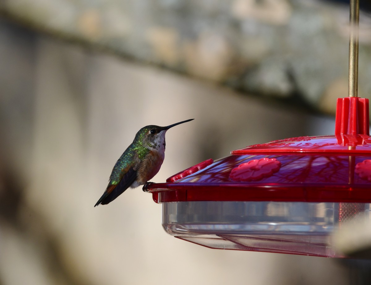 Rufous Hummingbird - Chaiby Leiman