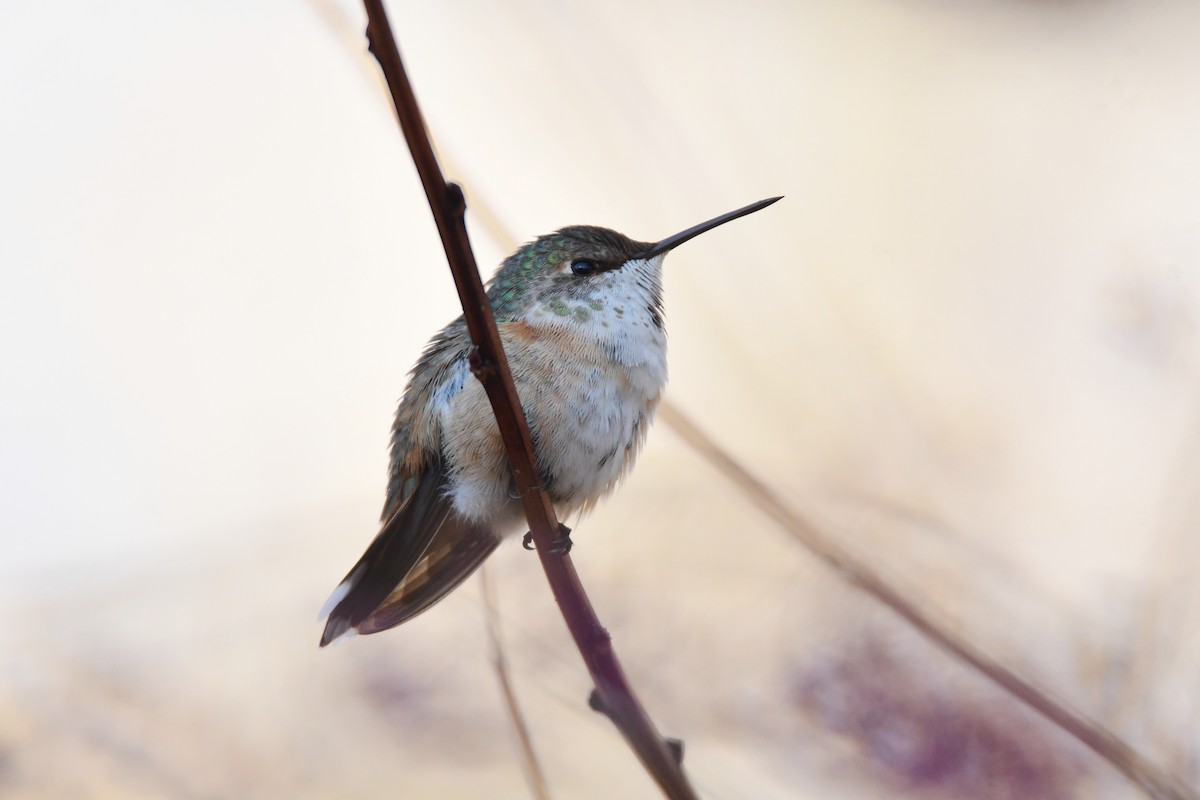 Rufous Hummingbird - Chaiby Leiman