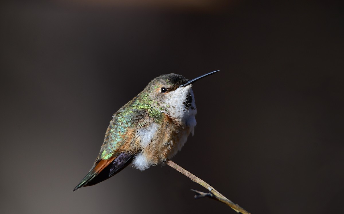 Rufous Hummingbird - Chaiby Leiman