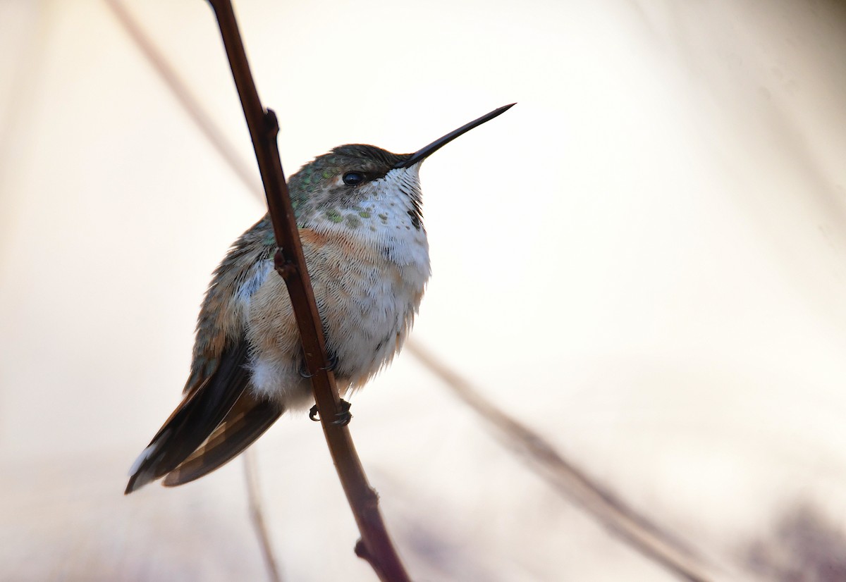 Rufous Hummingbird - Chaiby Leiman