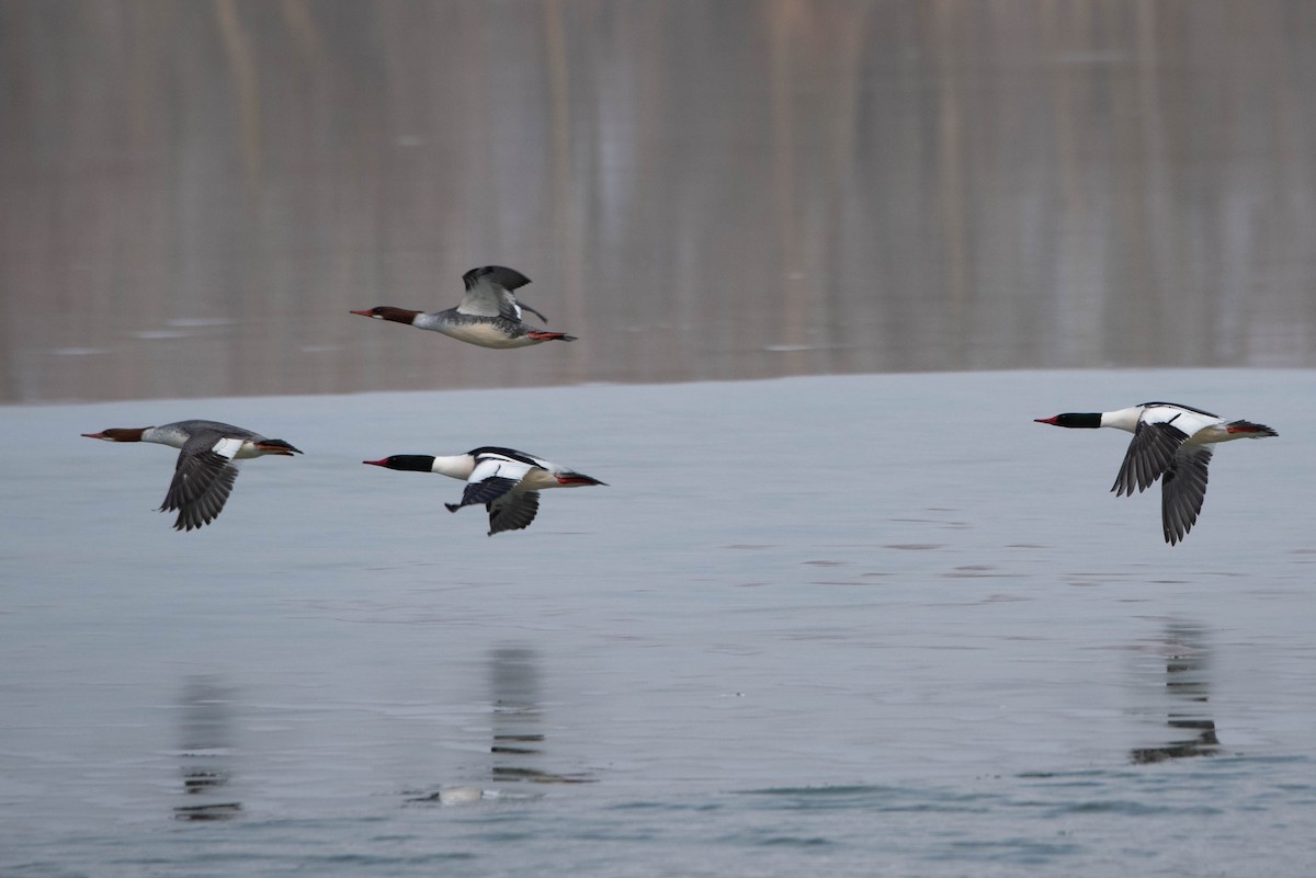 Common Merganser - ML614666661