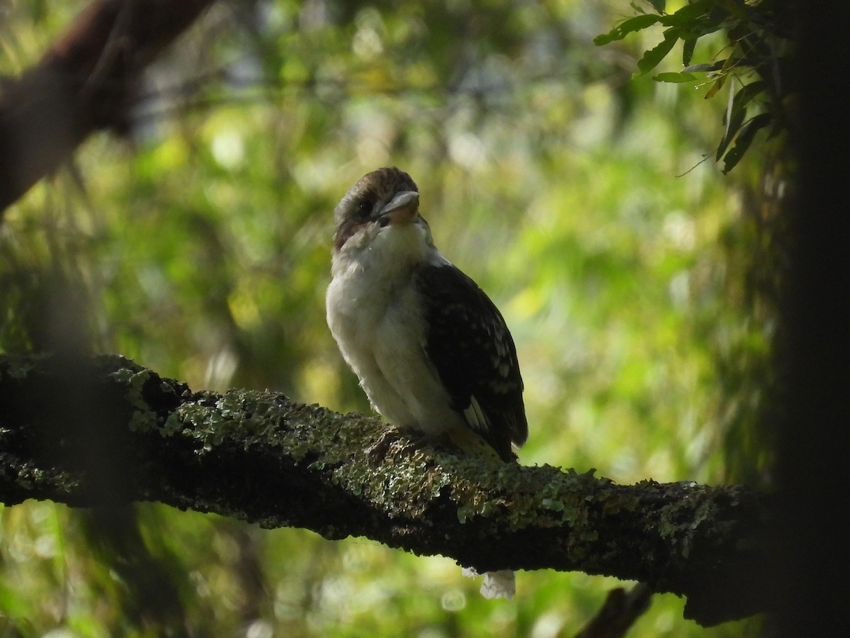 Laughing Kookaburra - ML614666668