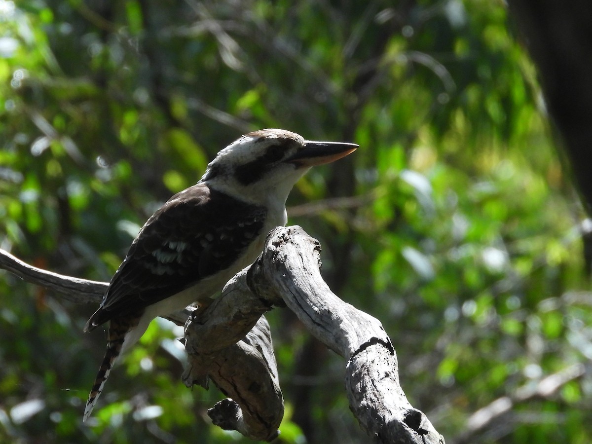 Laughing Kookaburra - ML614666670