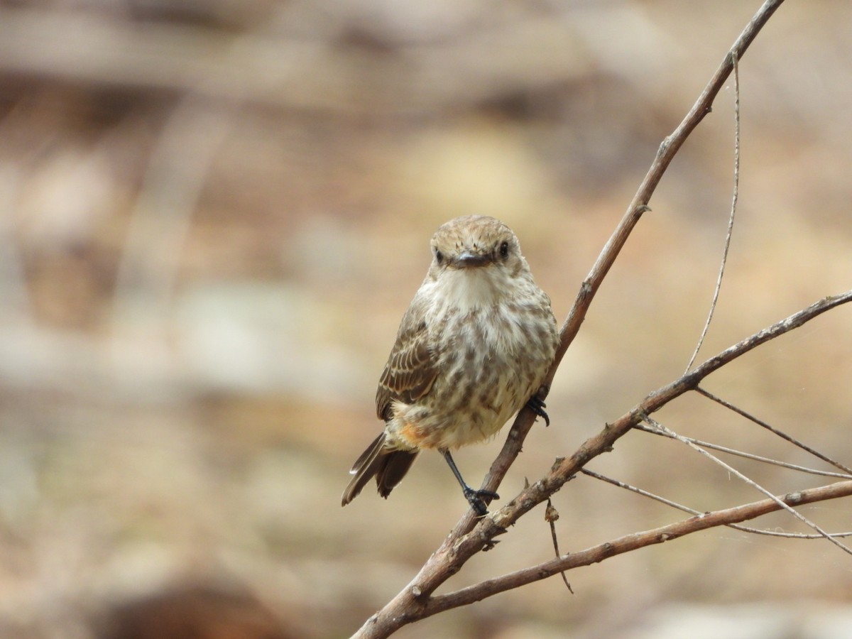 Vermilion Flycatcher - ML614666757