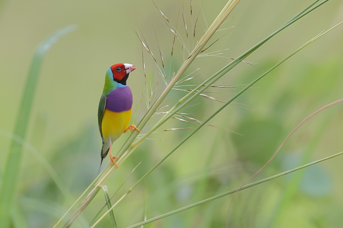 Gouldian Finch - ML614666769