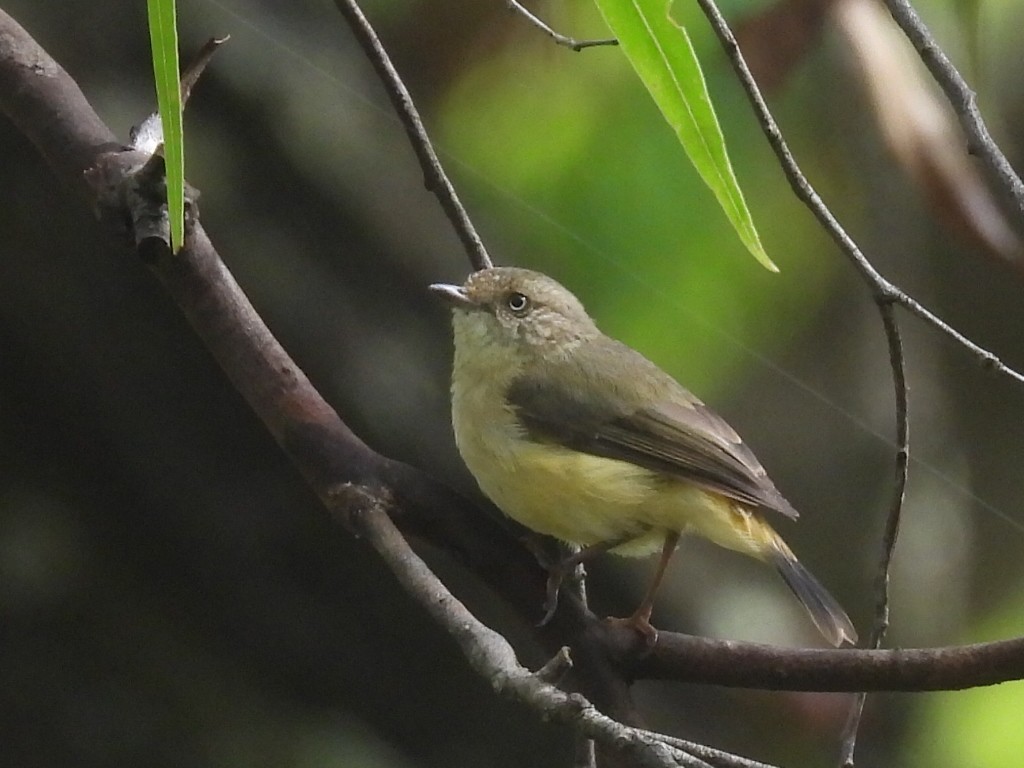 Buff-rumped Thornbill - Scott Fox