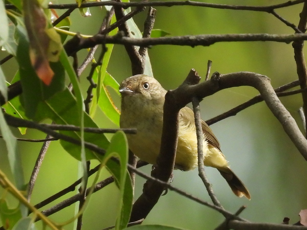 Buff-rumped Thornbill - ML614666775