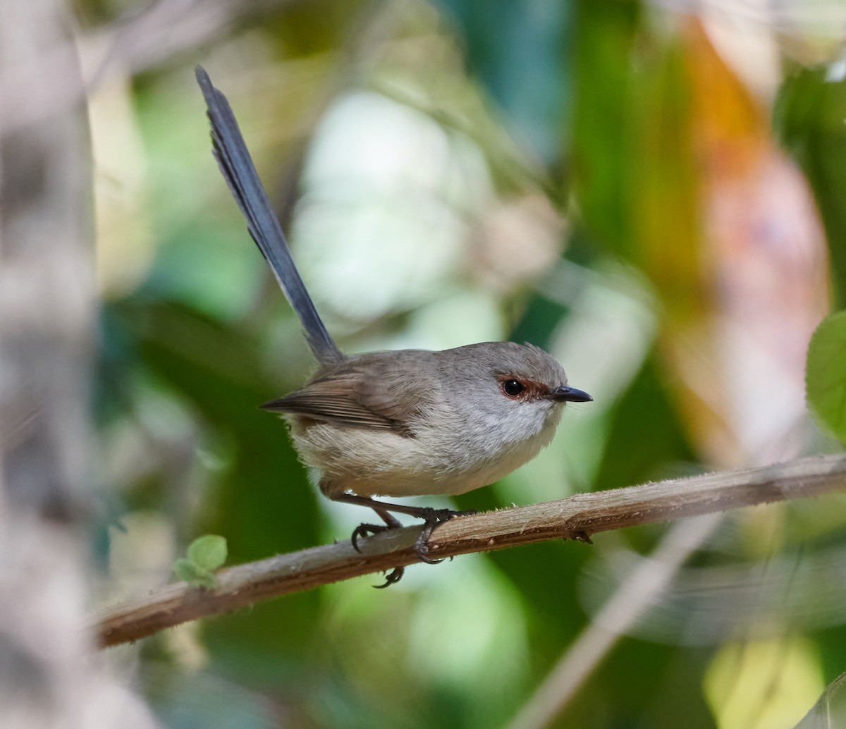 Variegated Fairywren - Steven McBride