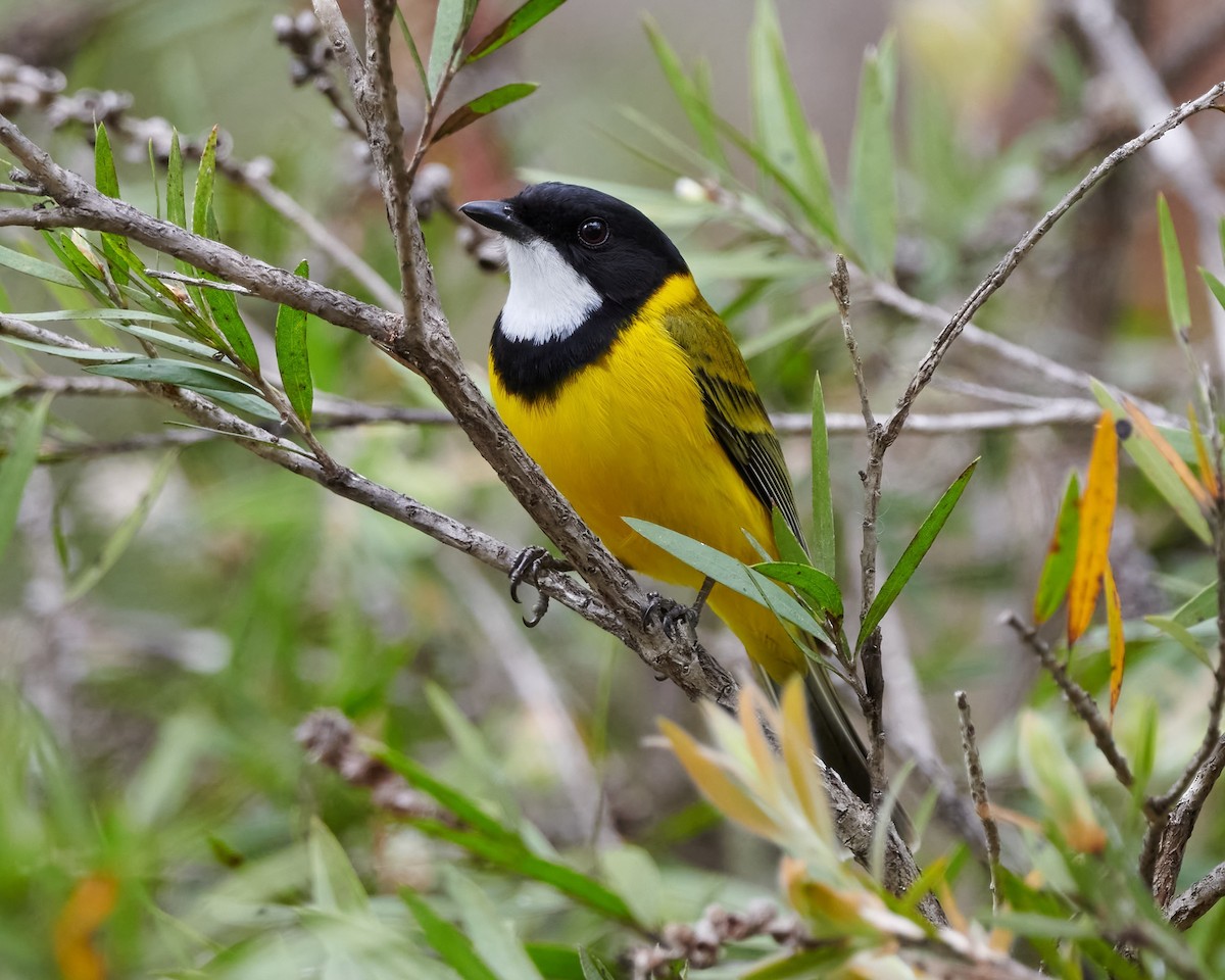 Golden Whistler - Steven McBride