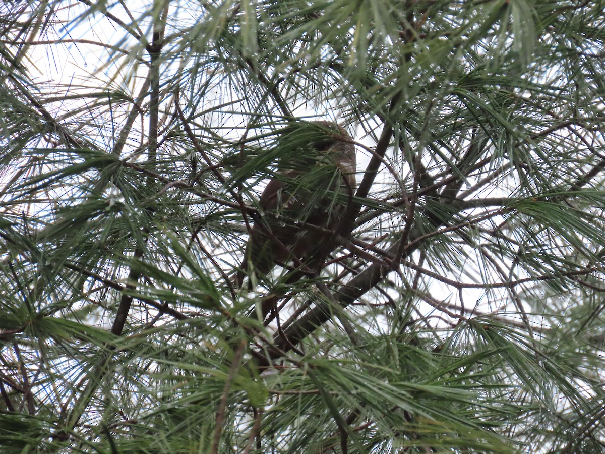 Northern Saw-whet Owl - ML614666799