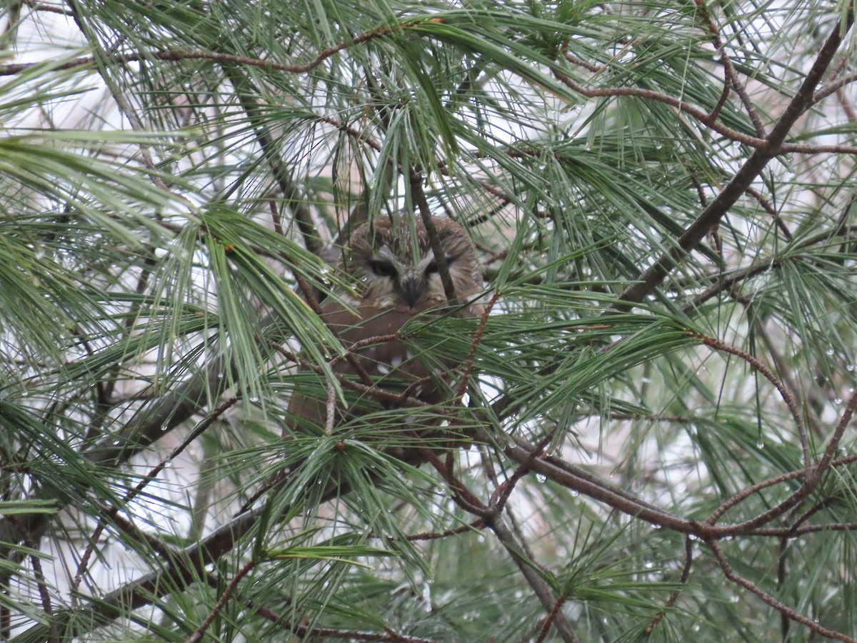 Northern Saw-whet Owl - ML614666800