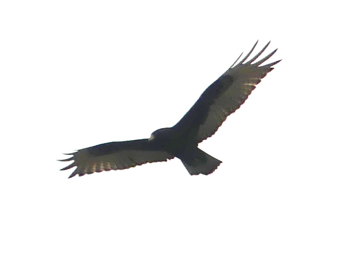 Zone-tailed Hawk - ML614666803