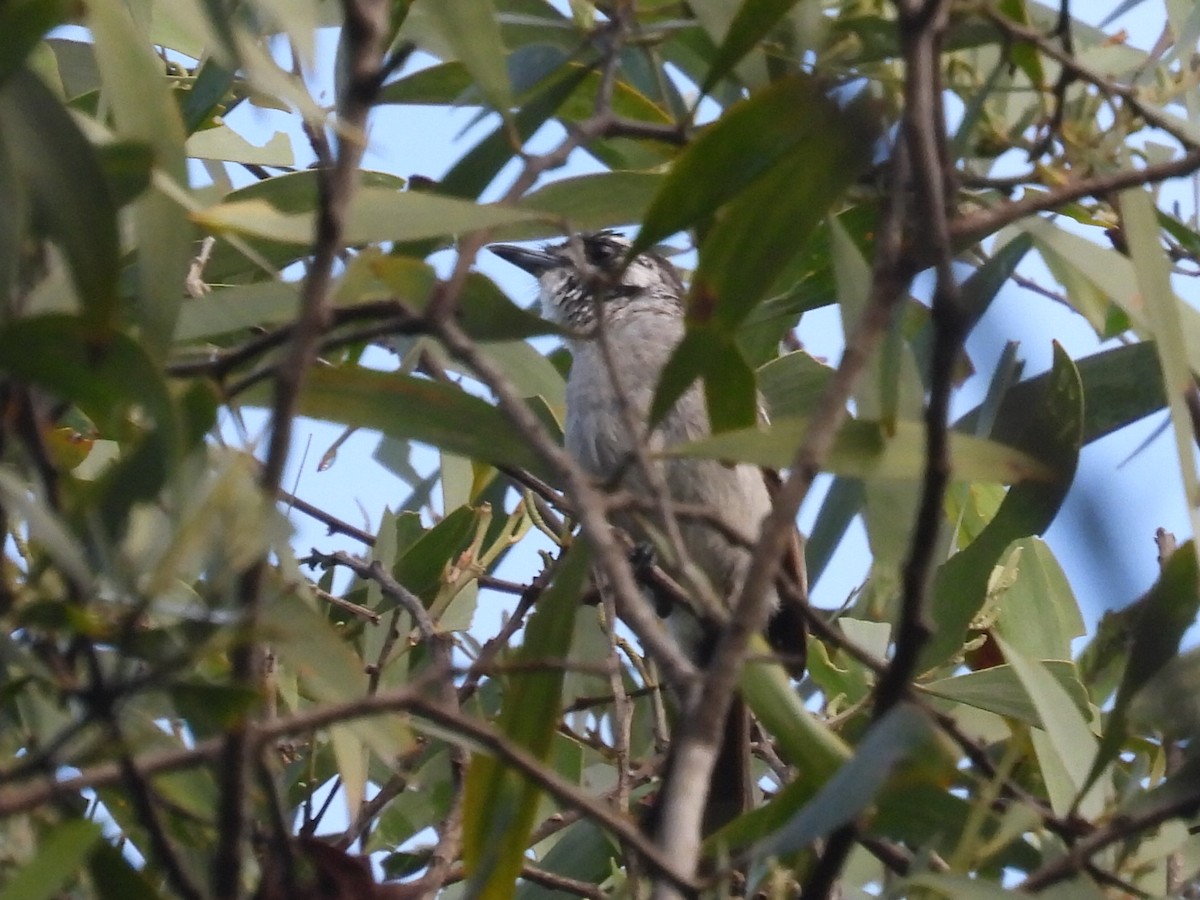 White-eared Monarch - ML614666823