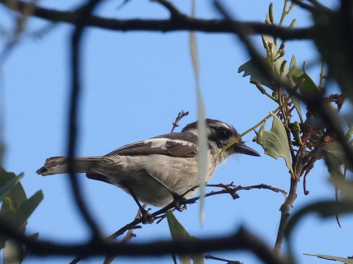 White-eared Monarch - ML614666824