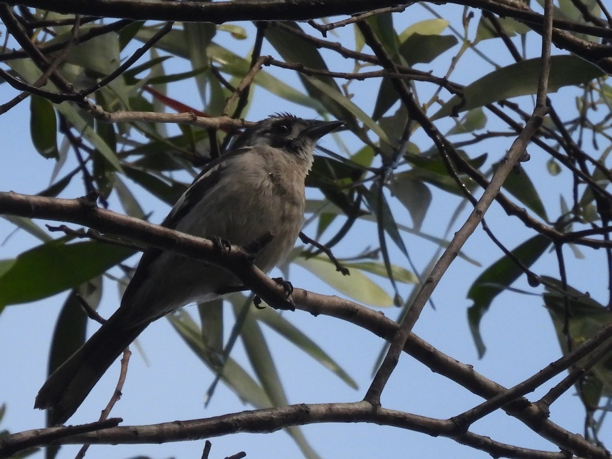 White-eared Monarch - ML614666825