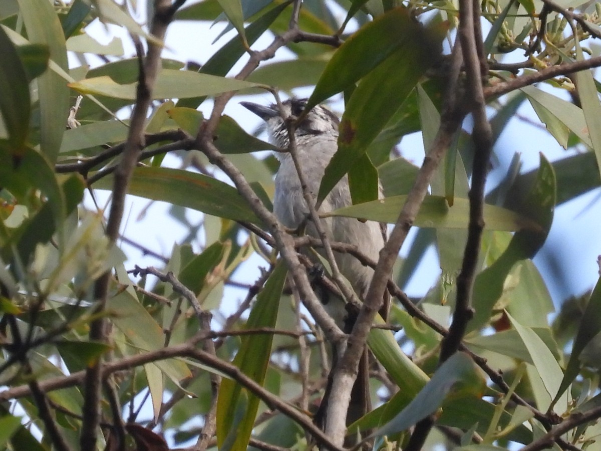 White-eared Monarch - ML614666830