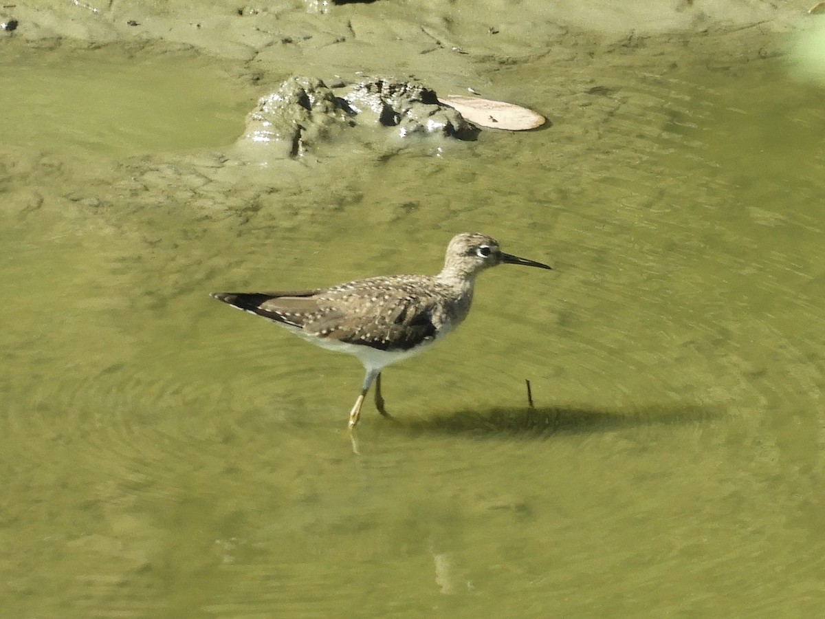 Solitary Sandpiper - ML614666845