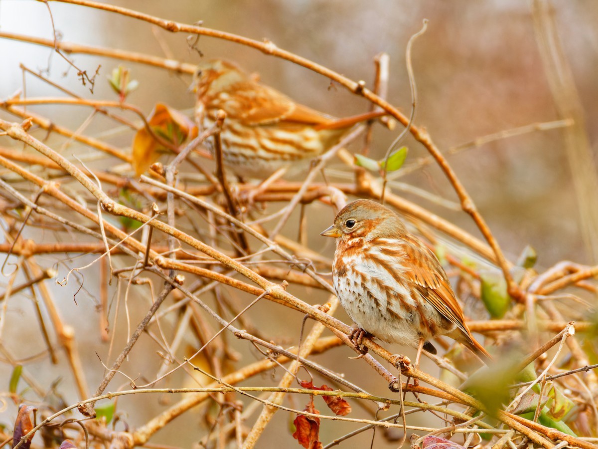 Fox Sparrow - ML614666870