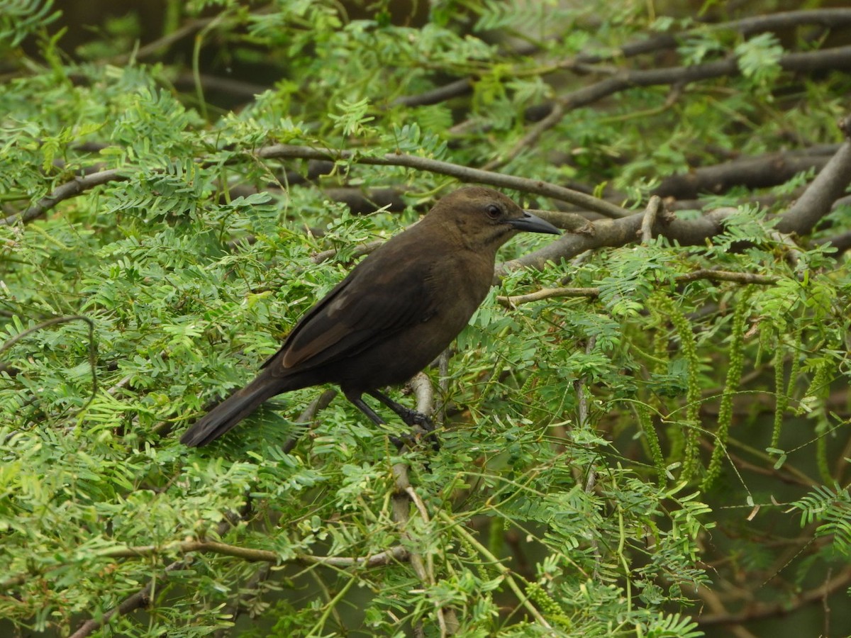 Shiny Cowbird - ML614666873