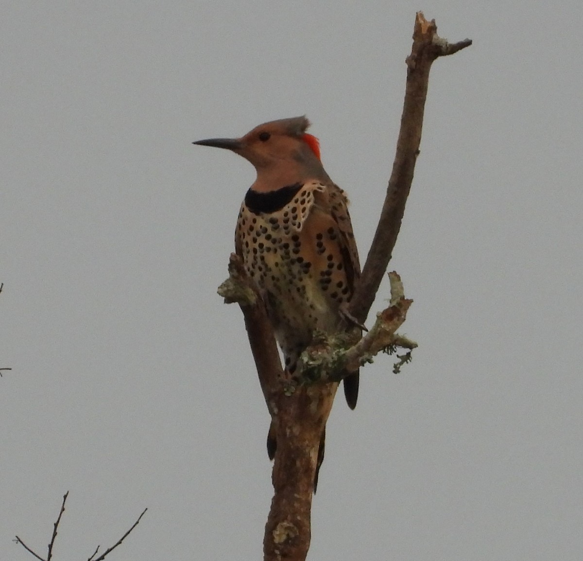 Northern Flicker (Yellow-shafted) - ML614666887