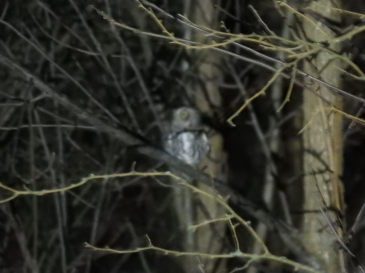 Eastern Screech-Owl - ML614666927