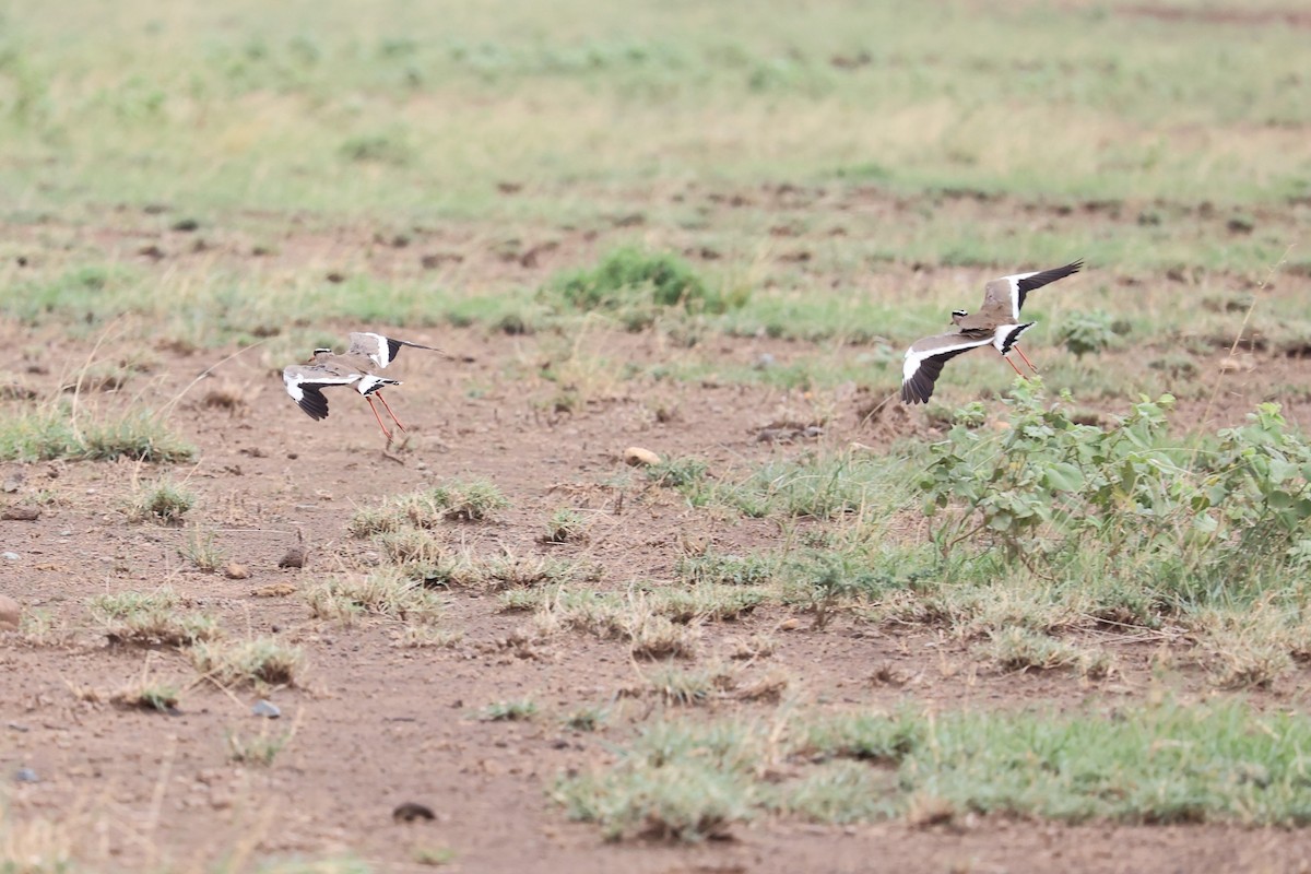 Crowned Lapwing - ML614666962