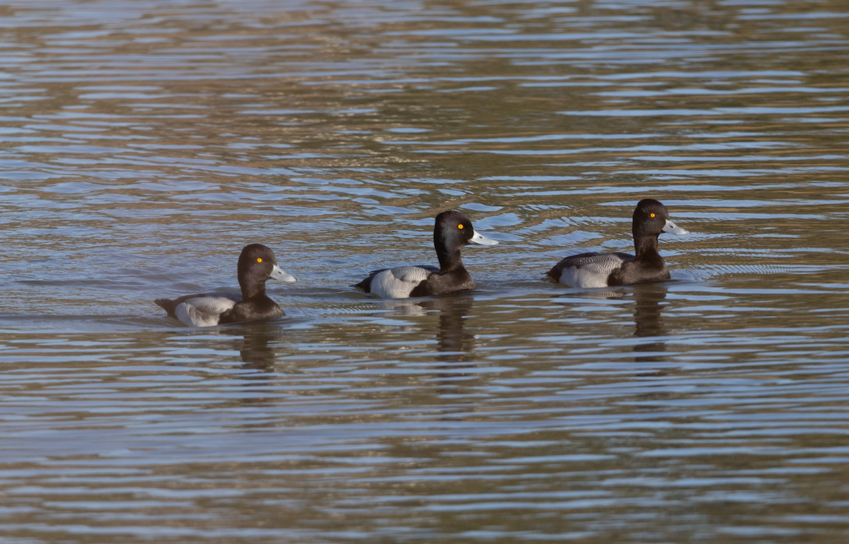 Lesser Scaup - ML614667002