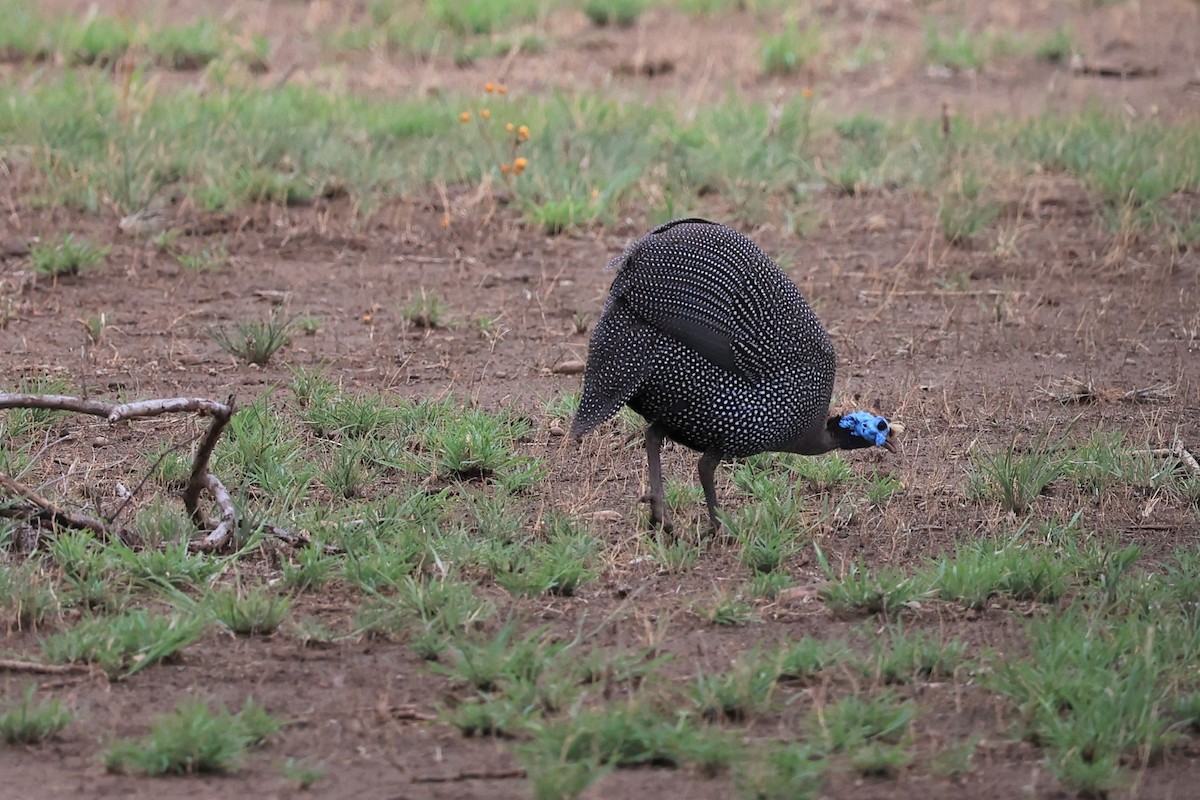 Helmeted Guineafowl (Helmeted) - ML614667049