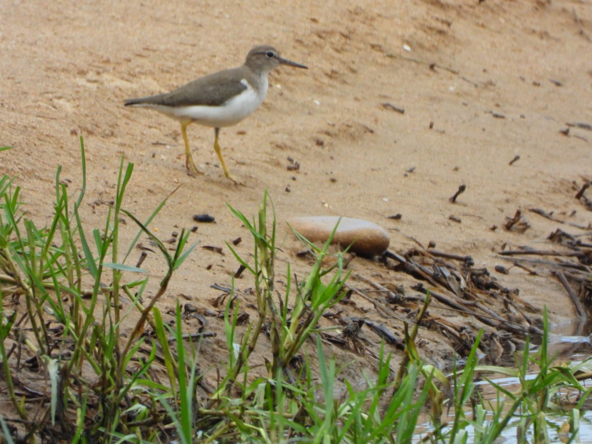 Spotted Sandpiper - ML614667062