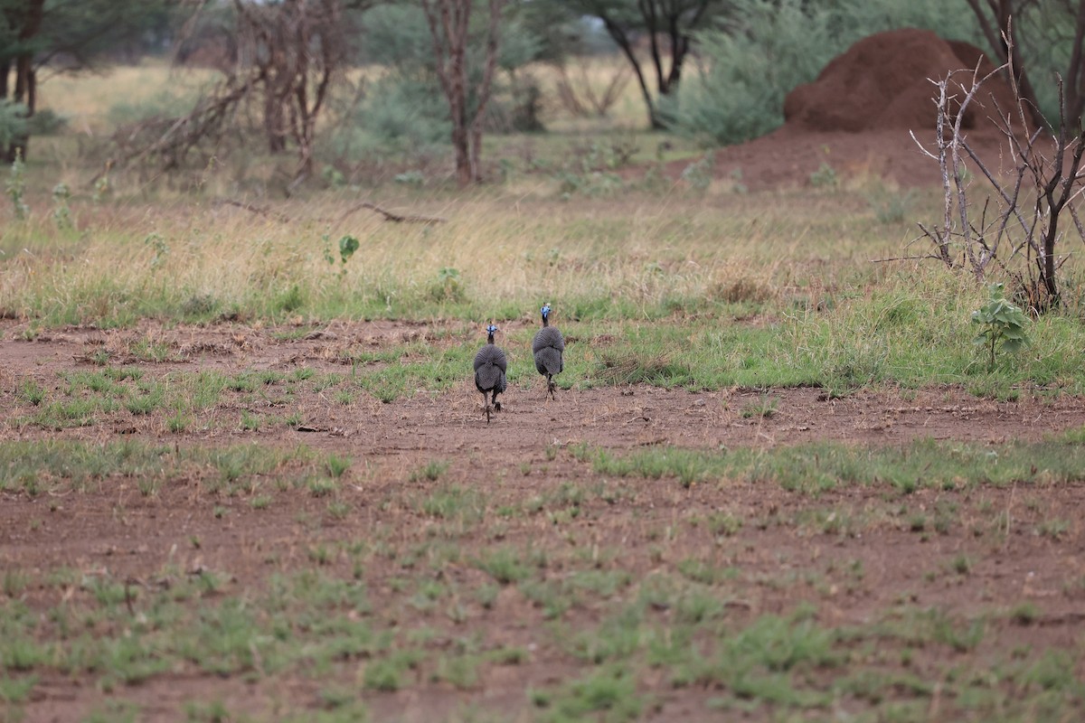 Helmeted Guineafowl (Helmeted) - ML614667102