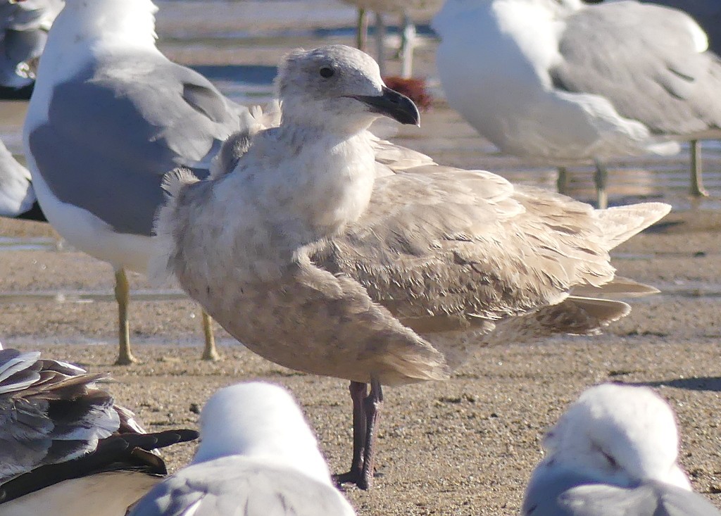 Glaucous-winged Gull - ML614667128