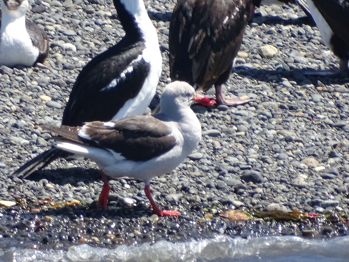 Dolphin Gull - ML614667149