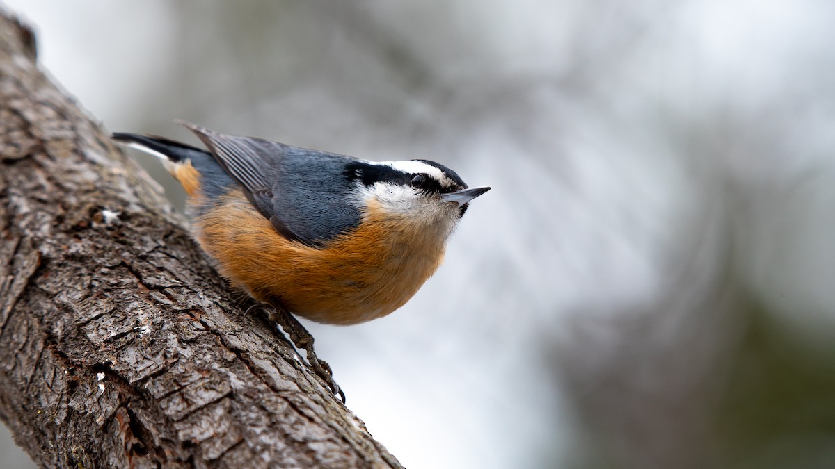 Red-breasted Nuthatch - ML614667192