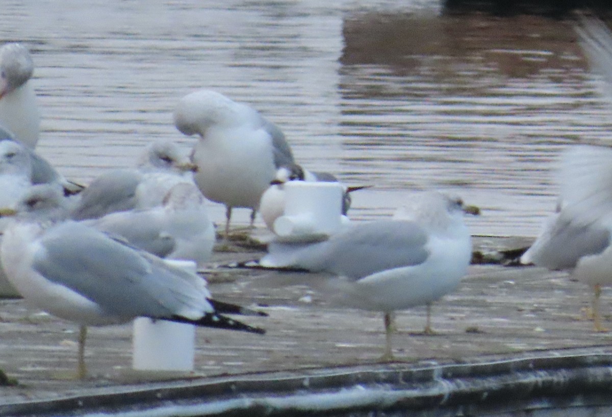 Franklin's Gull - ML614667199