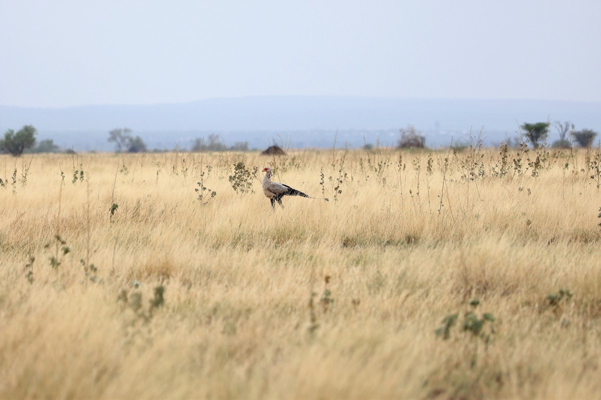 Secretarybird - ML614667426