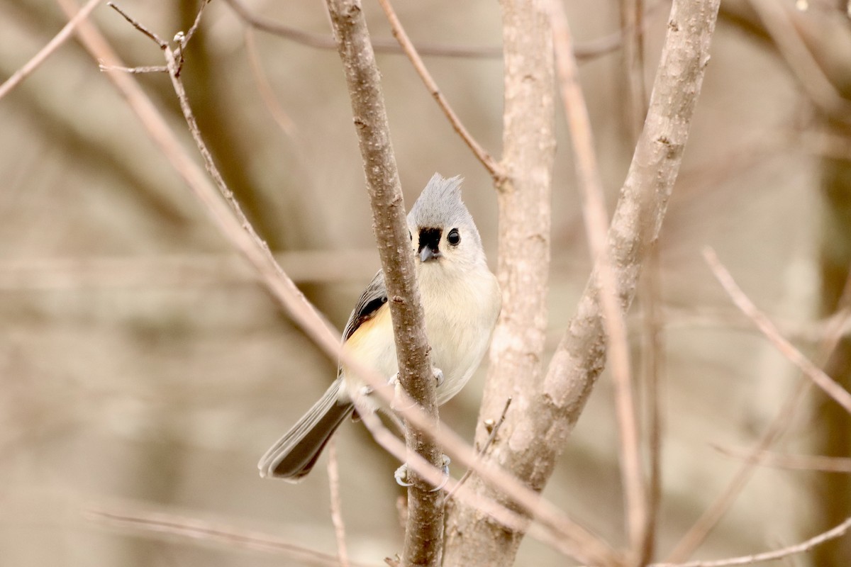 Tufted Titmouse - Cullen Brown