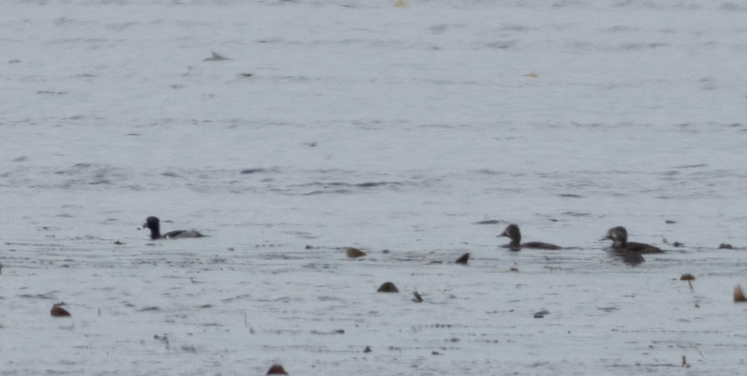 Ring-necked Duck - ML614667459