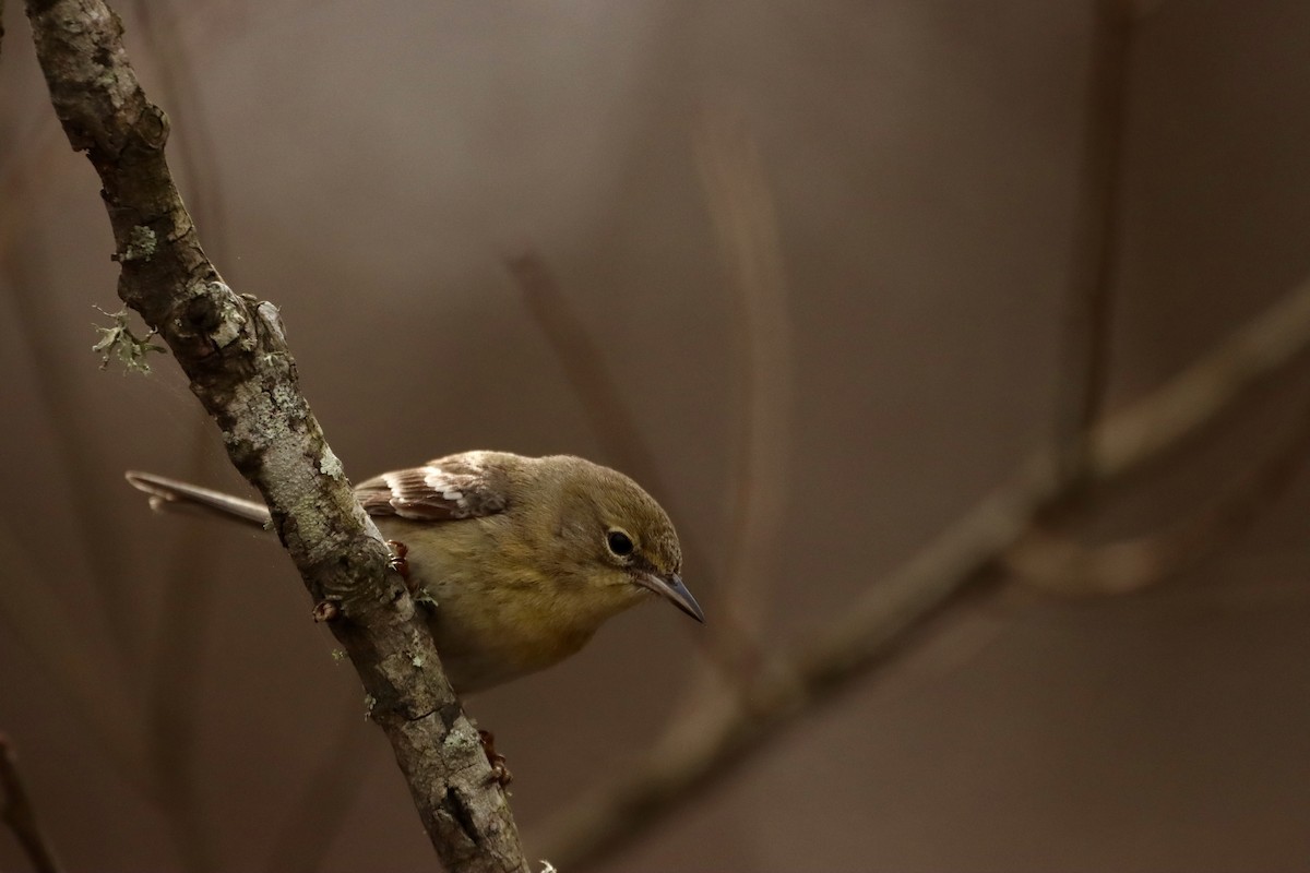 Pine Warbler - ML614667462