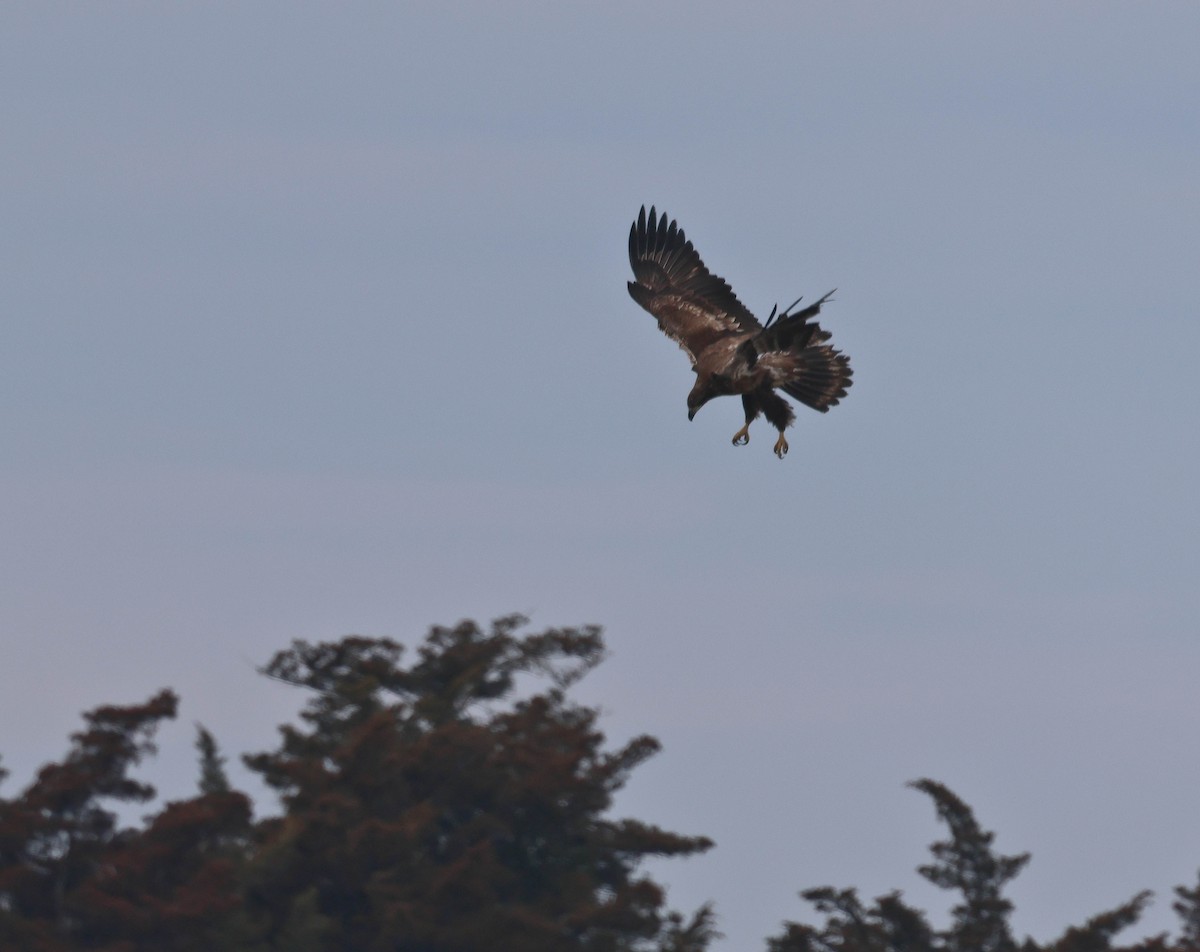 Weißkopf-Seeadler - ML614667489