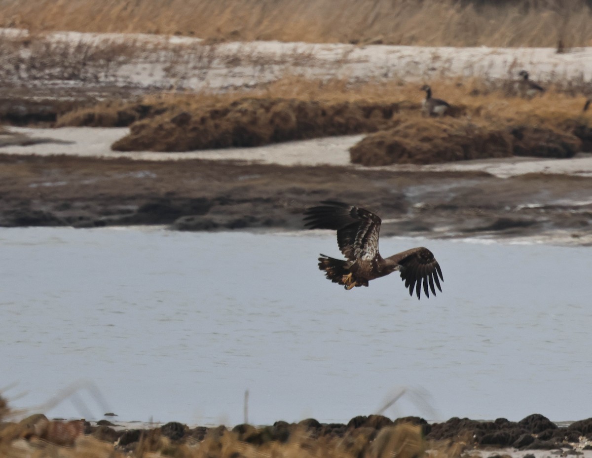 Weißkopf-Seeadler - ML614667542