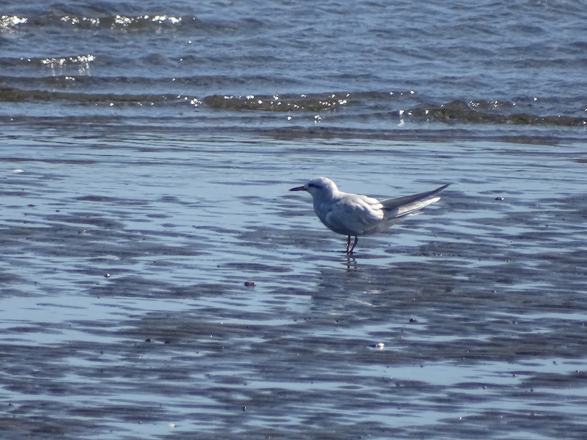 Snowy-crowned Tern - ML614667543