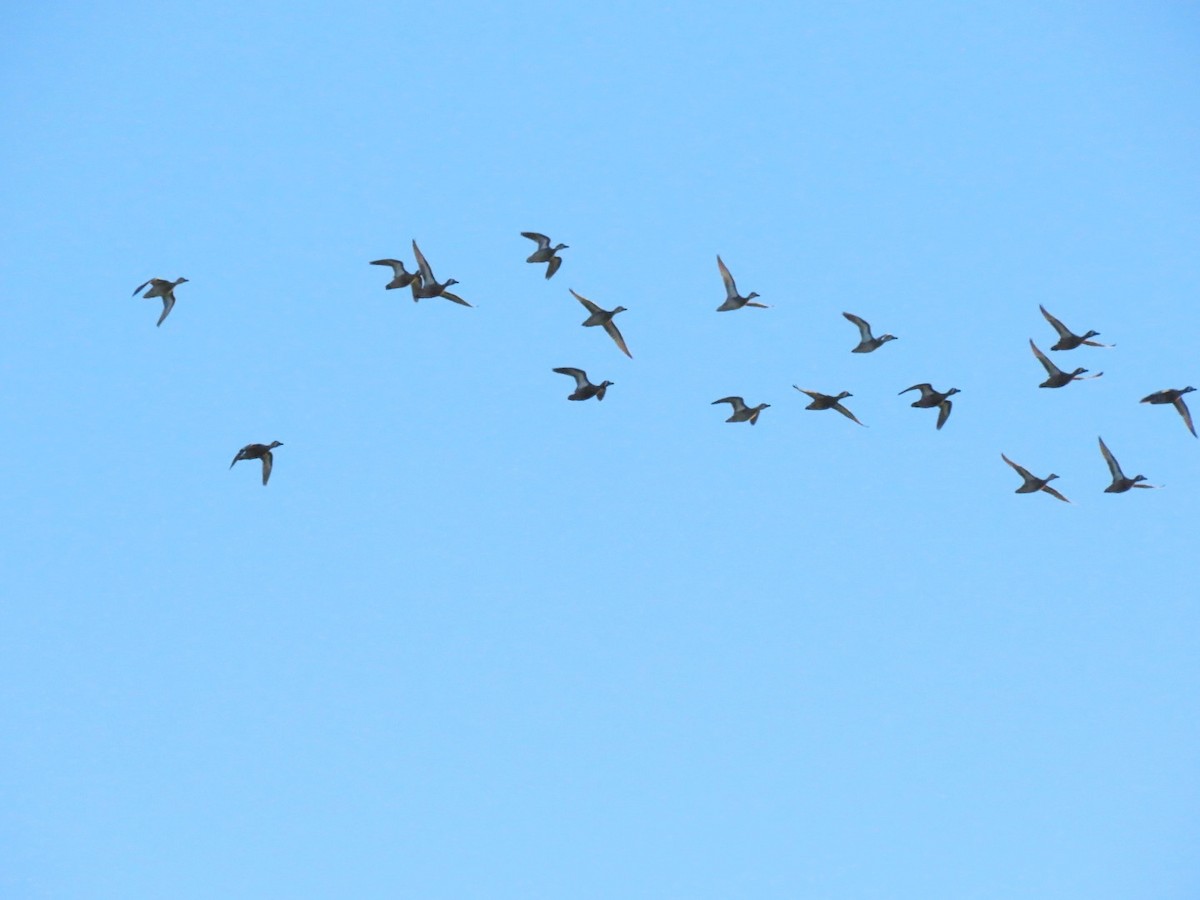 Blue-winged Teal - ML614667563