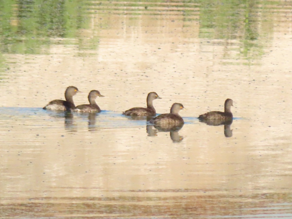 Least Grebe - ML614667578