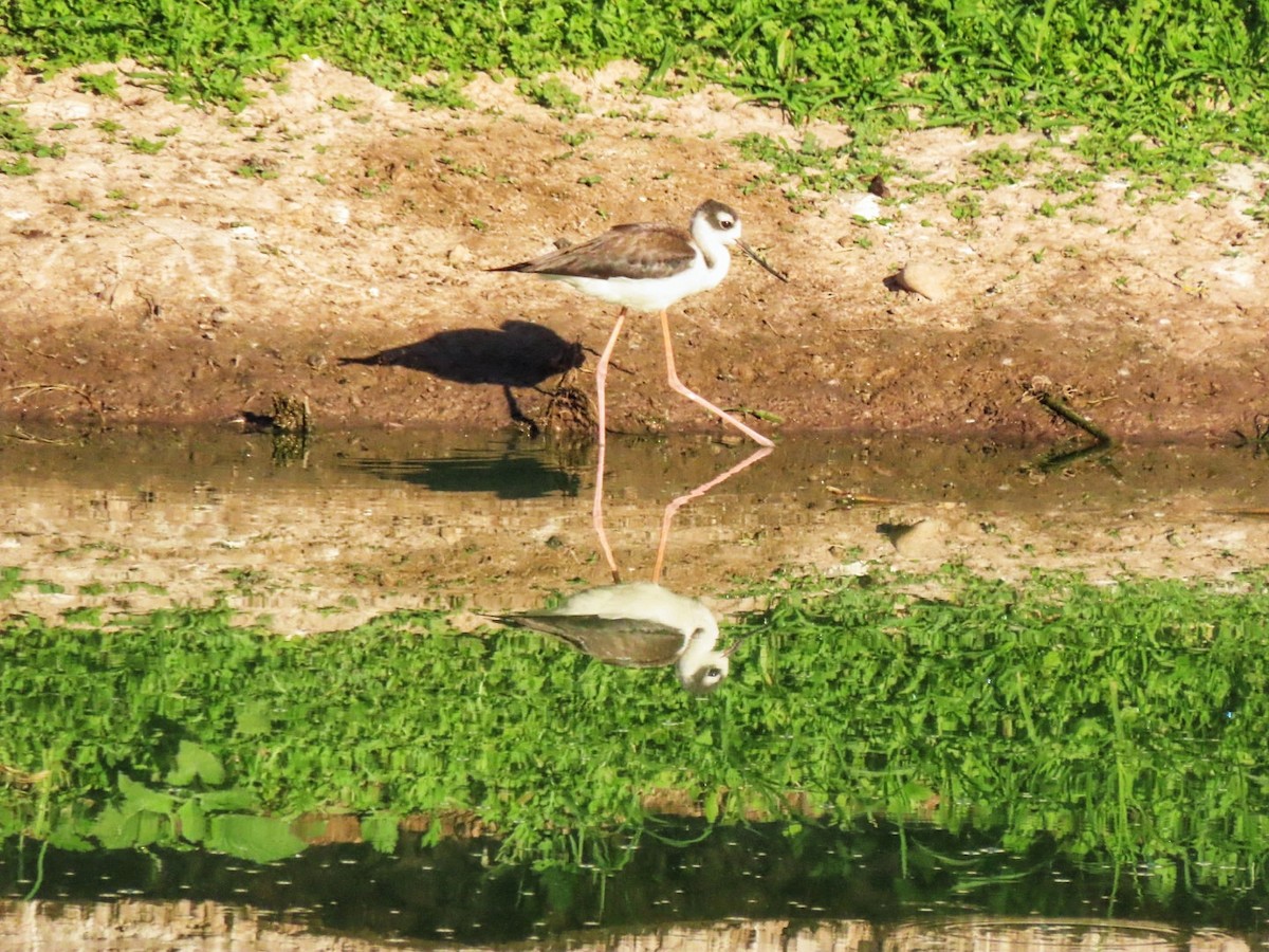 Black-necked Stilt - ML614667601