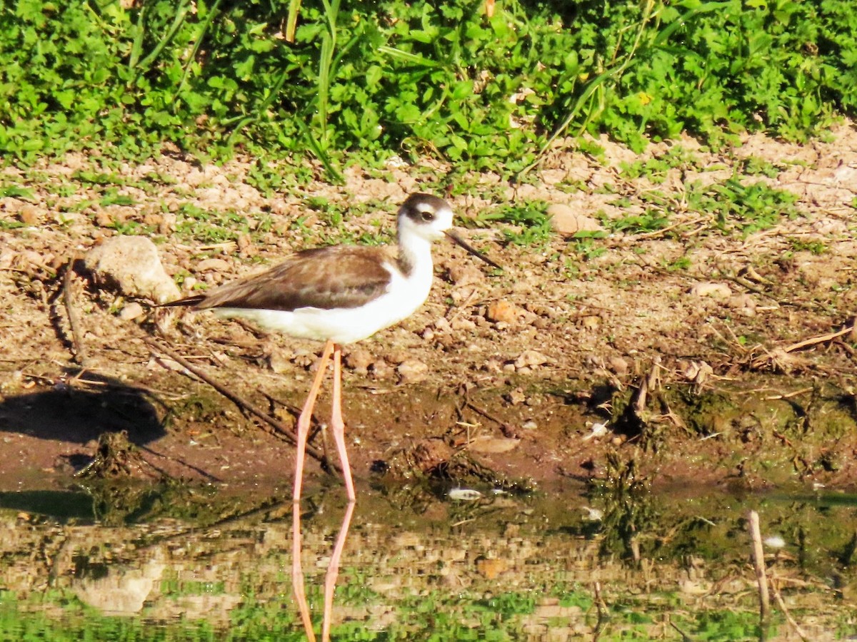 Black-necked Stilt - ML614667602