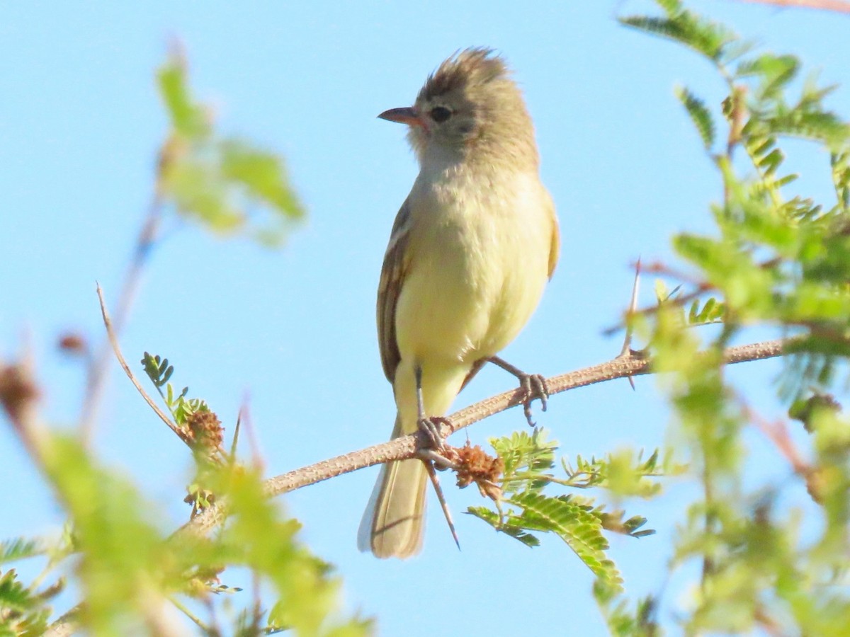 Northern Beardless-Tyrannulet - Franklin  Aguilar