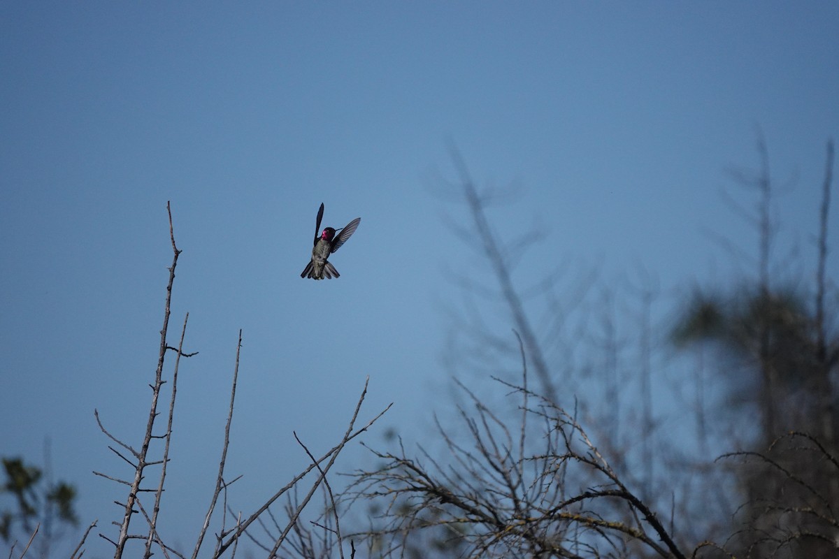 Colibrí de Anna - ML614667671