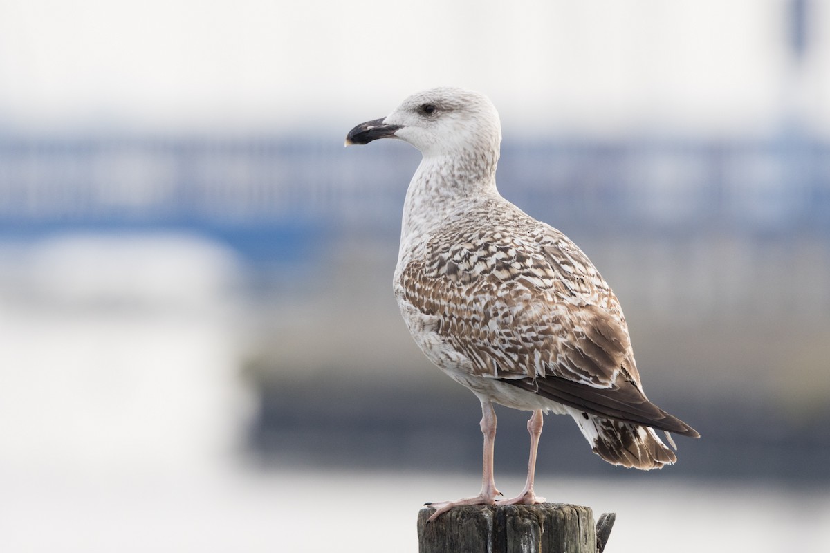 Great Black-backed Gull - ML614667674