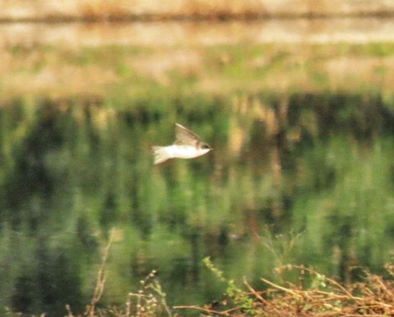 Tree Swallow - ML614667680