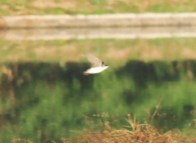 Tree Swallow - ML614667681